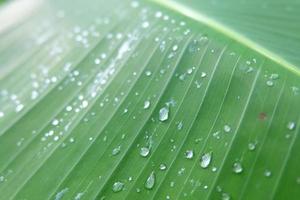 foglie di banana con acqua piovana per sfondi, gocce d'acqua su foglia di banana foto