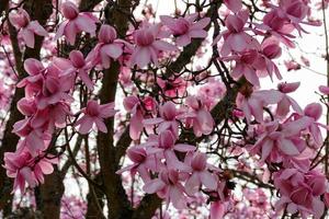 fioritura di magnolia rosa foto