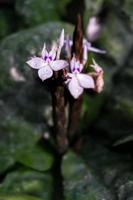 fioritura di crossandra guineensis foto