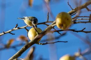 cinciarella che mangia una mela selvatica in una soleggiata giornata autunnale foto