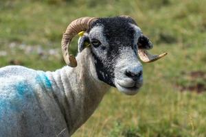 ritratto di una capra vicino al villaggio di conistone nel parco nazionale di yorkshire dales foto