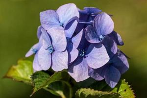 ortensia blu in piena fioritura foto