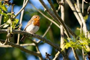 pettirosso che canta in un albero in una soleggiata mattina di primavera foto