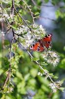 farfalla di pavone europea che si nutre di fiori di albero foto