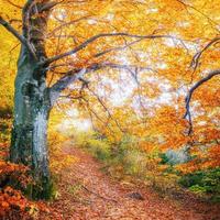 strada forestale in autunno foto