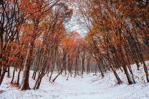 prima neve nella foresta. foto