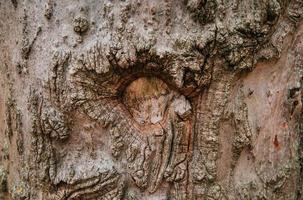 corteccia di un vecchio albero foto