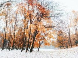 prima neve nella foresta. foto