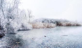 lago di palude ghiacciato in inverno foto