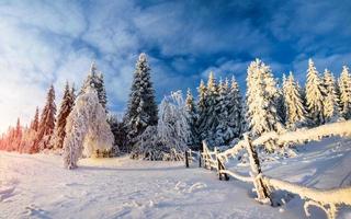 alberi del paesaggio invernale nel gelo foto