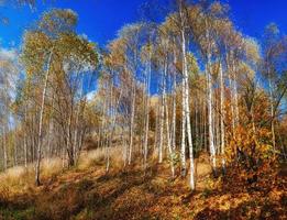 paesaggio parco autunnale foto