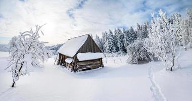 alberi in inverno foto