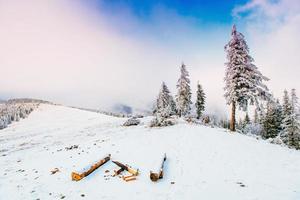 alberi del paesaggio invernale nel gelo foto