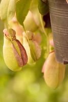 nepenthes o piante carnivore tropicali o tazze di scimmia foto