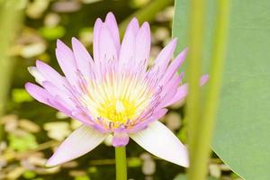 loto in molti colori e bello negli stagni. foto