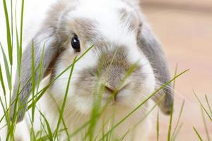 i conigli sono piccoli mammiferi. bunny è un nome colloquiale per un coniglio. foto