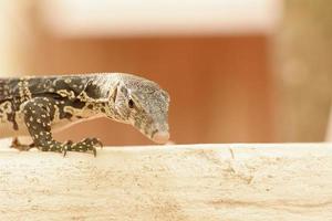 il monitor dell'acqua o varanus salvator è una grande lucertola. foto