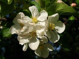 fiori di melo. La bellezza della natura foto