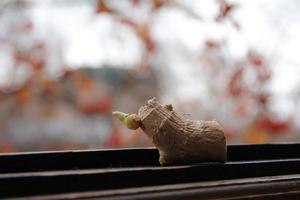 germogliare la radice di zenzero. pianta germogliata. crescere in casa. semina, cura, raccolta. autunno. foto