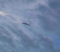 singolo gabbiano che sorvola il cielo blu foto