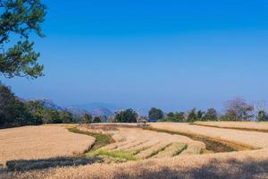 campi di grano dorato con sfondo naturale di luce diurna. foto