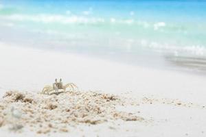 granchio sulla sabbia della spiaggia del mare, concetto estivo. foto