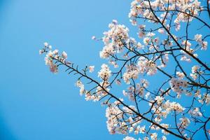 sfondo di fiori di ciliegio sakura con un cielo sereno durante la stagione primaverile a kyoto, in giappone foto