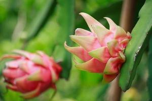 frutto del drago nel giardino foto