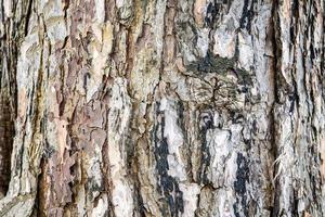 struttura della corteccia di legno di pino foto