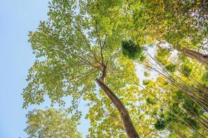 alberi forestali. Sfondi di natura verde e legno del sole foto