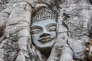 figura di buddha ricoperta di fichi in wat mahatat ad ayutthaya foto