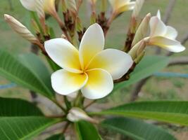 foto di fiori di frangipani bianchi