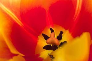 primo piano tulipano rosso, bellissimo sfondo foto