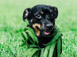 un piccolo cane nero in natura, sorridente foto