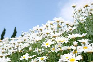 fiori bianchi con cielo chiaramente azzurro. foto