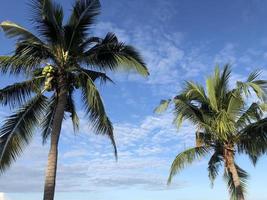 alberi di palme da cocco su sfondo spiaggia estiva foto