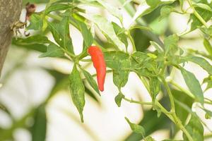 peperoncino su un albero foto