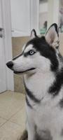 bellissimo cane husky con occhi multicolori all'interno foto