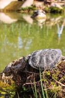 le tartarughe nello stagno si crogiolano al sole su una pietra foto