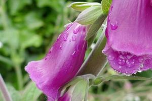 gocce di pioggia su una digitale purpurea foto