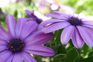 margherite viola in una giornata di sole foto