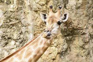 un primo piano della giraffa prende in uno zoo foto