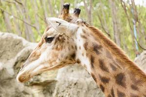 un primo piano della giraffa prende in uno zoo foto