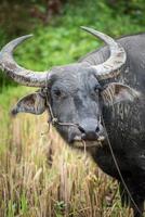 il bufalo è l'animale famoso utilizzato nell'agricoltura locale in Thailandia. foto
