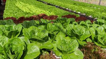 lattuga di cos che cresce in tubo idroponico senza terreno in un allevamento di insalate di verdure. foto