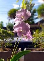 ombre di luce solare sui petali rosa di un'orchidea in vaso. foto