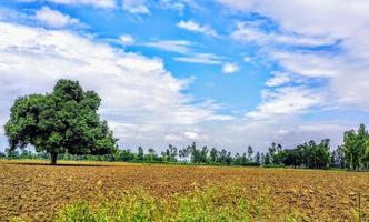 cielo blu e nuvola con albero di prato. sfondo semplice del paesaggio per il poster estivo foto