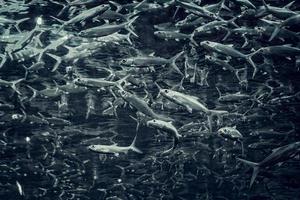 foto approssimativa con concetto in bianco e nero, un sacco di pesci in un mega acquario in una località turistica