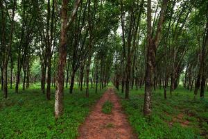 piantagione di alberi della gomma nel sud della Thailandia foto