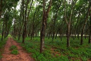 piantagione di alberi della gomma nel sud della Thailandia foto